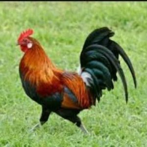 Pasture-raised Rooster/Cock