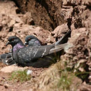 Pastoral Pigeon (wild rock)