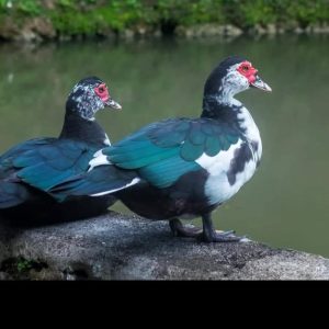 China Duck (চীনা হাঁস) 