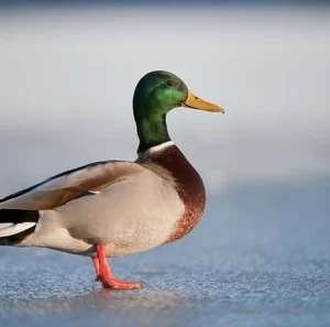 Deshi Male Duck (দেশি হাঁস)