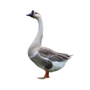 রাজহাঁসের মাংস(Swan's meat) 